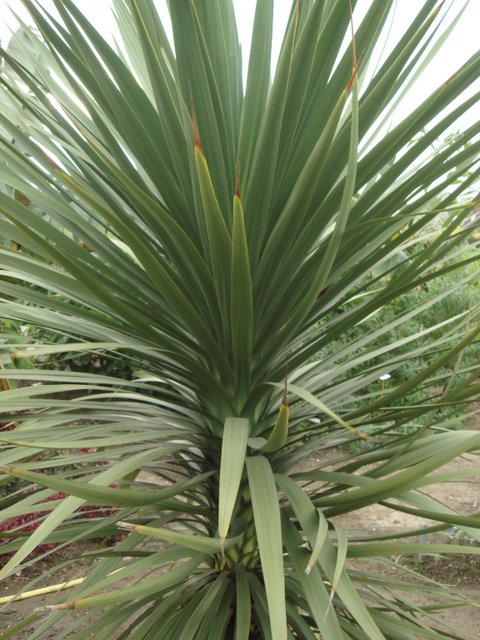 Cordyline indivisa